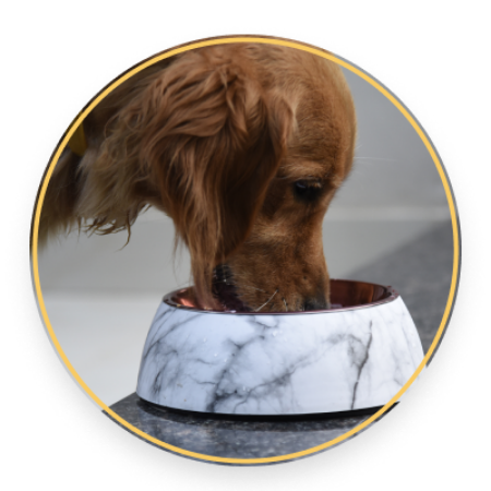 Picture for category Dog Food