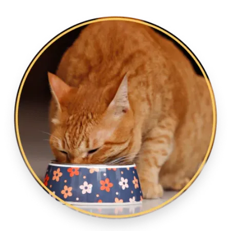 Picture for category Cat Food